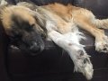Moose_DogDaysOfSummer_2016 (3)